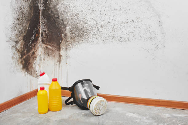 Mold Removal Process in Seneca, SC